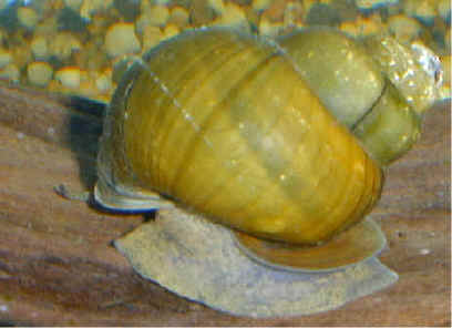 Mystery Snails - Trapdoor - Quantity of 3